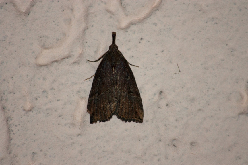 Hypena rostralis